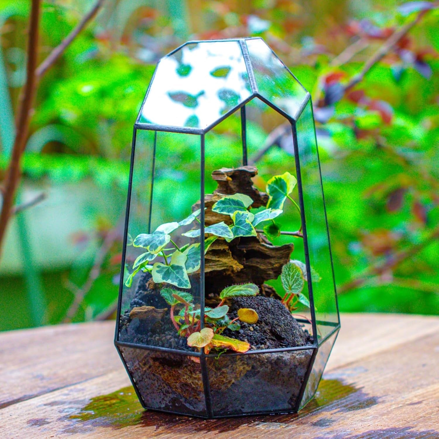 Geometric Plants Terrarium Planter - Glass Terrarium for Succulent, Cacti - 6.5X5.7X9.8 Inches - Indoor Tabletop Irregular Opened Container Pot for Home, Garden, Office Decor, Black (No Plants)