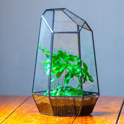 Geometric Plants Terrarium Planter - Glass Terrarium for Succulent, Cacti - 6.5X5.7X9.8 Inches - Indoor Tabletop Irregular Opened Container Pot for Home, Garden, Office Decor, Black (No Plants)